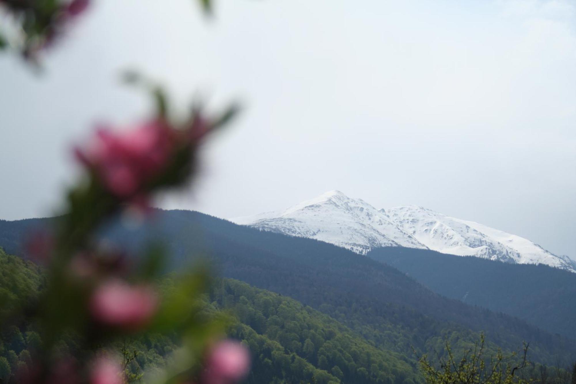 Pension Belmonte Sîmbăta de Sus Dış mekan fotoğraf